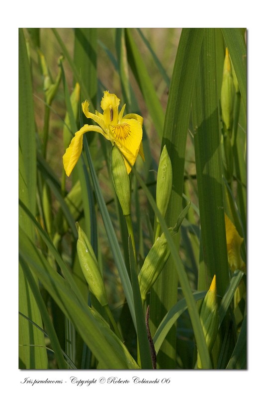 Limniris (=Iris ) pseudacorus / Giaggiolo acquatico
